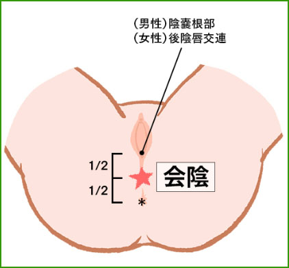 会陰について